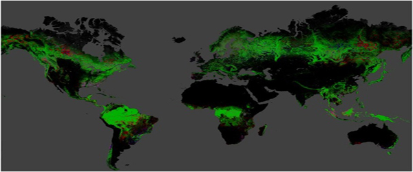 Which Country Has The Largest Forest Area in the World