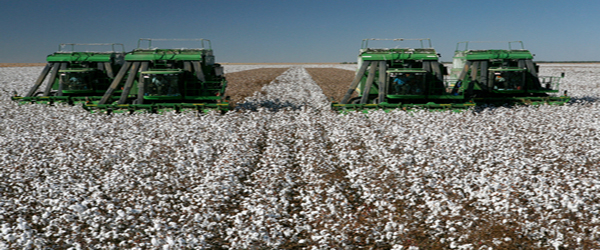 Which Country Produces the Most Cotton